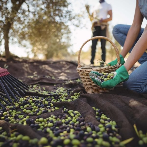 recoleccion de aceituna